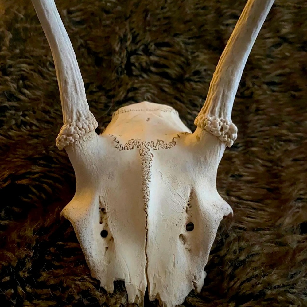 Deer Antlers and Skull